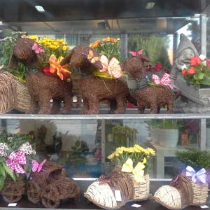 Das Blümchen - Blumen und Mehr: Blumen, Topfpflanzen, Geschenkartikel, Duftkerzen, Raumdüfte, dekorierte Blumenstöcke: dekorative Blumenstöcke