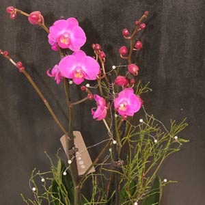 Das Blümchen - Blumen und Mehr: Blumen, Topfpflanzen, Geschenkartikel, Duftkerzen, Raumdüfte, dekorierte Blumenstöcke: dekorierte Orchidee in pink