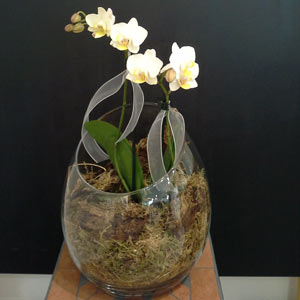 Das Blümchen - Blumen und Mehr: Blumen, Topfpflanzen, Geschenkartikel, Duftkerzen, Raumdüfte, dekorierte Blumenstöcke: dekorierte weiße Orchidee in ovaler Glasvase