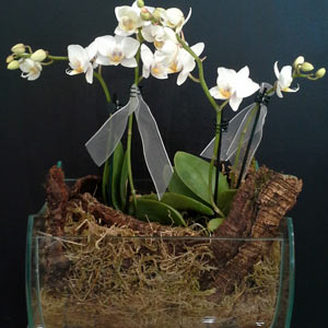 Das Blümchen - Blumen und Mehr: Blumen, Topfpflanzen, Geschenkartikel, Duftkerzen, Raumdüfte, dekorierte Blumenstöcke: große dekorierte weiße Orchidee in Glasvase