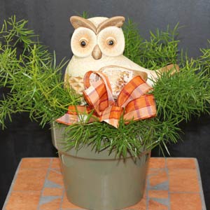 Das Blümchen - Blumen und Mehr: Blumen, Topfpflanzen, Geschenkartikel, Duftkerzen, Raumdüfte, dekorierte Blumenstöcke: dekorative Grünpflanze mit Eulen-Figur