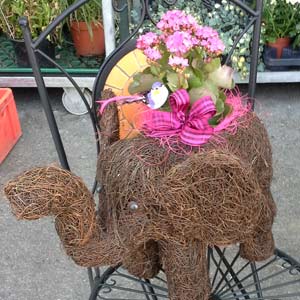 Das Blümchen - Blumen und Mehr: Blumen, Topfpflanzen, Geschenkartikel, Duftkerzen, Raumdüfte, dekorierte Blumenstöcke: Elefant mit Blumenstock