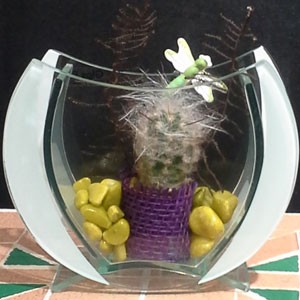 Das Blümchen - Blumen und Mehr: Blumen, Topfpflanzen, Geschenkartikel, Duftkerzen, Raumdüfte, dekorierte Blumenstöcke: kleiner dekorierter Kaktus in Glasvase