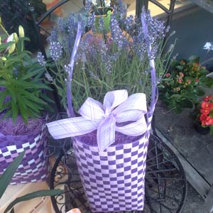 Das Blümchen - Blumen und Mehr: Blumen, Topfpflanzen, Geschenkartikel, Duftkerzen, Raumdüfte, dekorierte Blumenstöcke: Geschenk-Ideen Kunststoff-Korb mit Blumenstock Lavendel