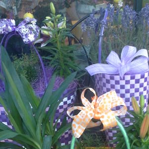 Das Blümchen - Blumen und Mehr: Blumen, Topfpflanzen, Geschenkartikel, Duftkerzen, Raumdüfte, dekorierte Blumenstöcke: Schnittblumen Blumenstöcke in dekorativen Pflanz-Taschen