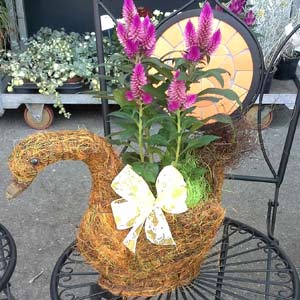 Das Blümchen - Blumen und Mehr: Blumen, Topfpflanzen, Geschenkartikel, Duftkerzen, Raumdüfte, dekorierte Blumenstöcke: Accessoires und florale Geschenke Schwan mit Pflanze