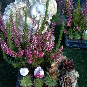 Das Blümchen - Blumen und Mehr: Blumen, Topfpflanzen, Geschenkartikel, Duftkerzen, Raumdüfte, dekorierte Blumenstöcke: stimmungsvolle Floristik zu Allerheiligen Planz-Schale