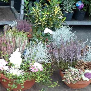 Das Blümchen - Blumen und Mehr: Blumen, Topfpflanzen, Geschenkartikel, Duftkerzen, Raumdüfte, dekorierte Blumenstöcke: saisonale Floristik Allerheiligen und Herbst Schalen mit Grünpflanzen und Blumen