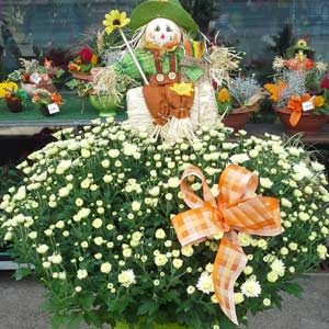 Das Blümchen - Blumen und Mehr: Blumen, Topfpflanzen, Geschenkartikel, Duftkerzen, Raumdüfte, dekorierte Blumenstöcke: herbstliche Floristik dekorierte Astern