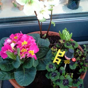 Das Blümchen - Blumen und Mehr: Blumen, Topfpflanzen, Geschenkartikel, Duftkerzen, Raumdüfte, dekorierte Blumenstöcke: florale Glücksbringer zu Neujahr dekorierte Schale mit Klee