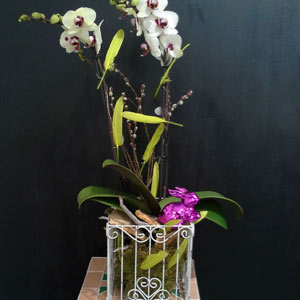 Das Blümchen - Blumen und Mehr: Blumen, Topfpflanzen, Geschenkartikel, Duftkerzen, Raumdüfte, dekorierte Blumenstöcke: Osterschmuck dekorierte Orchidee mit Hasen-Figur