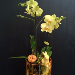 Das Blümchen - Blumen und Mehr: Blumen, Topfpflanzen, Geschenkartikel, Duftkerzen, Raumdüfte, dekorierte Blumenstöcke: Oster-Floristik dekorierte Orchidee mit Hase