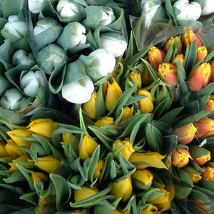 Das Blümchen - Blumen und Mehr: Blumen, Topfpflanzen, Geschenkartikel, Duftkerzen, Raumdüfte, dekorierte Blumenstöcke: Schnittblumen bunte Tulpen