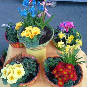 Das Blümchen - Blumen und Mehr: Blumen, Topfpflanzen, Geschenkartikel, Duftkerzen, Raumdüfte, dekorierte Blumenstöcke: bunte Blumenstöcke in Körben