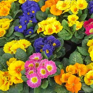 Das Blümchen - Blumen und Mehr: Blumen, Topfpflanzen, Geschenkartikel, Duftkerzen, Raumdüfte, dekorierte Blumenstöcke: bunte Blumenstöcke