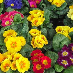 Das Blümchen - Blumen und Mehr: Blumen, Topfpflanzen, Geschenkartikel, Duftkerzen, Raumdüfte, dekorierte Blumenstöcke: bunte Blumenstöcke