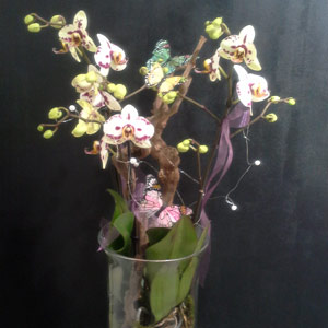 Das Blümchen - Blumen und Mehr: Blumen, Topfpflanzen, Geschenkartikel, Duftkerzen, Raumdüfte, dekorierte Blumenstöcke: dekorierte Orchidee