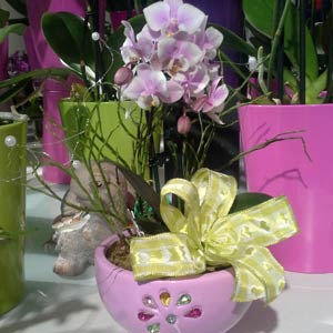 Das Blümchen - Blumen und Mehr: Blumen, Topfpflanzen, Geschenkartikel, Duftkerzen, Raumdüfte, dekorierte Blumenstöcke: dekorierte rosafarbene Orchidee