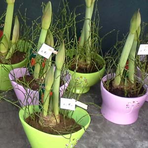 Das Blümchen - Blumen und Mehr: Blumen, Topfpflanzen, Geschenkartikel, Duftkerzen, Raumdüfte, dekorierte Blumenstöcke: dekorierte Blumenstöcke