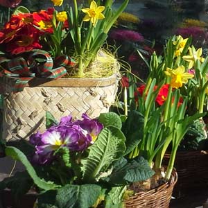 Das Blümchen - Blumen und Mehr: Blumen, Topfpflanzen, Geschenkartikel, Duftkerzen, Raumdüfte, dekorierte Blumenstöcke: Frühlingsblumen