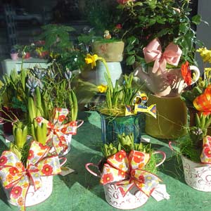 Das Blümchen - Blumen und Mehr: Blumen, Topfpflanzen, Geschenkartikel, Duftkerzen, Raumdüfte, dekorierte Blumenstöcke: Frühlingsblumen