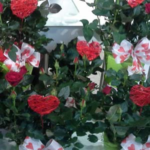 Das Blümchen - Blumen und Mehr: Blumen, Topfpflanzen, Geschenkartikel, Duftkerzen, Raumdüfte, dekorierte Blumenstöcke: Muttertag dekorierter Blumenstock in rot