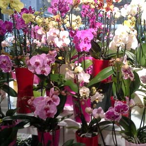 Das Blümchen - Blumen und Mehr: Blumen, Topfpflanzen, Geschenkartikel, Duftkerzen, Raumdüfte, dekorierte Blumenstöcke: bunte Orchideen