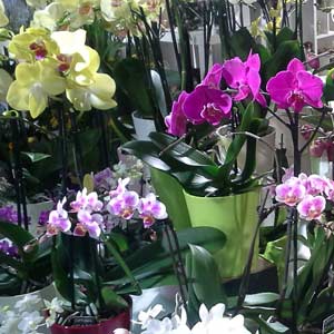 Das Blümchen - Blumen und Mehr: Blumen, Topfpflanzen, Geschenkartikel, Duftkerzen, Raumdüfte, dekorierte Blumenstöcke: dekorierte Orchideen