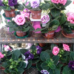 Das Blümchen - Blumen und Mehr: Blumen, Topfpflanzen, Geschenkartikel, Duftkerzen, Raumdüfte, dekorierte Blumenstöcke: liebevolle Muttertags_Geschenke bunte Blumenstöcke