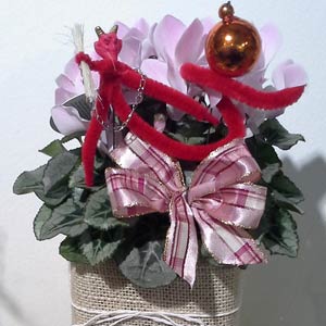 Das Blümchen - Blumen und Mehr: Blumen, Topfpflanzen, Geschenkartikel, Duftkerzen, Raumdüfte, dekorierte Blumenstöcke: weihnachlich dekorierter Blumenstock