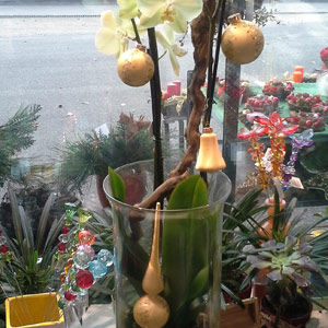 Das Blümchen - Blumen und Mehr: Blumen, Topfpflanzen, Geschenkartikel, Duftkerzen, Raumdüfte, dekorierte Blumenstöcke: Weihnachten und Advent weihnachtlich dekorierte Orchidee