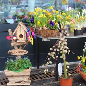 Das Blümchen - Blumen und Mehr: Blumen, Topfpflanzen, Geschenkartikel, Duftkerzen, Raumdüfte, dekorierte Blumenstöcke: Geschenk-Ideen Vogelhäuschen mit Blumenstock