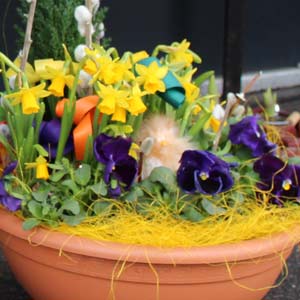 Das Blümchen - Blumen und Mehr: Blumen, Topfpflanzen, Geschenkartikel, Duftkerzen, Raumdüfte, dekorierte Blumenstöcke: Ostern dekorative Blumenschale