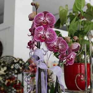 Das Blümchen - Blumen und Mehr: Blumen, Topfpflanzen, Geschenkartikel, Duftkerzen, Raumdüfte, dekorierte Blumenstöcke: florale Geschenke und Mitbringsel geschmückte Orchidee