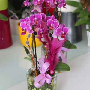 Das Blümchen - Blumen und Mehr: Blumen, Topfpflanzen, Geschenkartikel, Duftkerzen, Raumdüfte, dekorierte Blumenstöcke: Orchidee pink