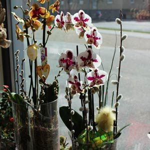 Das Blümchen - Blumen und Mehr: Blumen, Topfpflanzen, Geschenkartikel, Duftkerzen, Raumdüfte, dekorierte Blumenstöcke: Orchideen