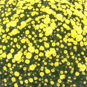 Das Blümchen - Blumen und Mehr: Blumen, Topfpflanzen, Geschenkartikel, Duftkerzen, Raumdüfte, dekorierte Blumenstöcke: herbstliche Blumenstöcke gelbe Astern