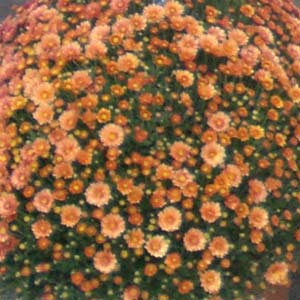 Das Blümchen - Blumen und Mehr: Blumen, Topfpflanzen, Geschenkartikel, Duftkerzen, Raumdüfte, dekorierte Blumenstöcke: Herbst-Floristik orange Astern