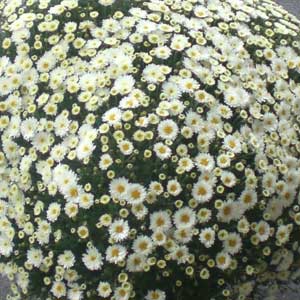 Das Blümchen - Blumen und Mehr: Blumen, Topfpflanzen, Geschenkartikel, Duftkerzen, Raumdüfte, dekorierte Blumenstöcke: herbstliche Floristik weißes Asternbäumchen