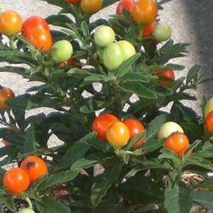 Das Blümchen - Blumen und Mehr: Blumen, Topfpflanzen, Geschenkartikel, Duftkerzen, Raumdüfte, dekorierte Blumenstöcke: Bäumchen orange