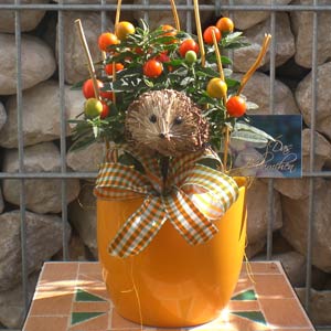 Das Blümchen - Blumen und Mehr: Blumen, Topfpflanzen, Geschenkartikel, Duftkerzen, Raumdüfte, dekorierte Blumenstöcke: Herbst-Floristik Gesteck mit Igel