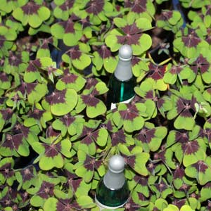 Das Blümchen - Blumen und Mehr: Blumen, Topfpflanzen, Geschenkartikel, Duftkerzen, Raumdüfte, dekorierte Blumenstöcke: saisonale Geschankartikel Glücksbringer mit Klee 