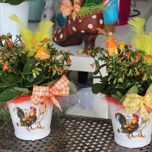 Das Blümchen - Blumen und Mehr: Blumen, Topfpflanzen, Geschenkartikel, Duftkerzen, Raumdüfte, dekorierte Blumenstöcke: Geschenkideen zu Ostern dekorierte Blumenstöcke