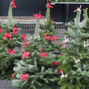 Das Blümchen - Blumen und Mehr: Blumen, Topfpflanzen, Geschenkartikel, Duftkerzen, Raumdüfte, dekorierte Blumenstöcke: Weihnachts-Floristik Christbäume