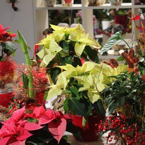 Das Blümchen - Blumen und Mehr: Blumen, Topfpflanzen, Geschenkartikel, Duftkerzen, Raumdüfte, dekorierte Blumenstöcke: Weihnachts-Floristik Weihnachtssterne