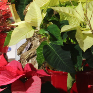 Das Blümchen - Blumen und Mehr: Blumen, Topfpflanzen, Geschenkartikel, Duftkerzen, Raumdüfte, dekorierte Blumenstöcke: Weihnachts-Floristik Weihnachtssterne in rot und weiß